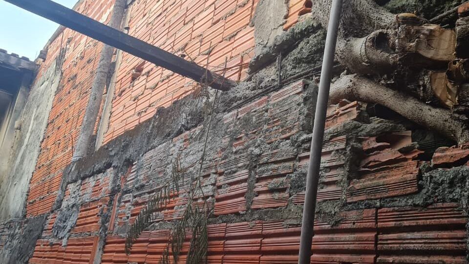Muro de arrimo ou parede de tijolos baianos aparentes apresentando grave manifestação patológica, com raízes e tronco de uma árvore de grande porte crescendo entre a estrutura, quebrando os blocos cerâmicos, desalinhando a parede e gerando risco de colapso estrutural.